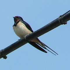 Селска лястовица (Hirundo rustica)